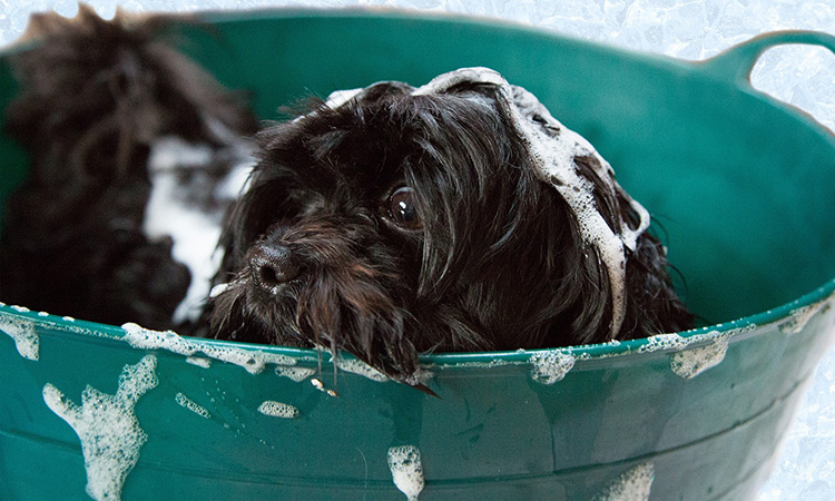  Veja dicas especiais para manter a higiene de seu animal doméstico sempre em dia